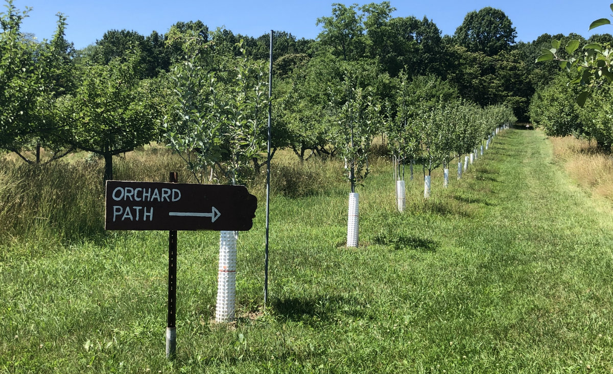 Little Cidery orchard path