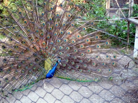 Rural Intelligence Food