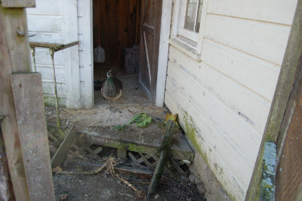 Rural Intelligence Food