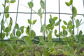 pea vines