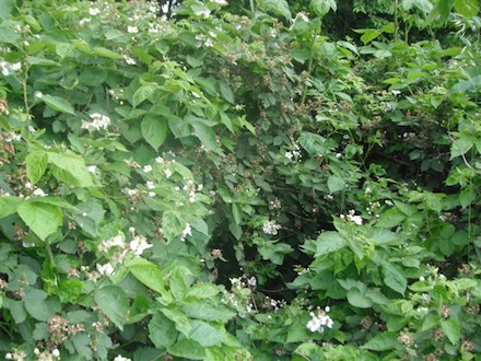 Rural Intelligence Parties and Openings