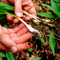 Rural Intelligence Food