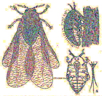 Rural Intelligence Food