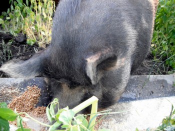 Rural Intelligence Food