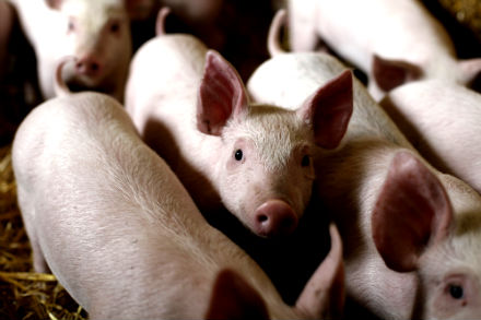 Rural Intelligence Food