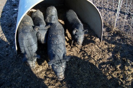 Rural Intelligence Food