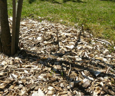 mulch