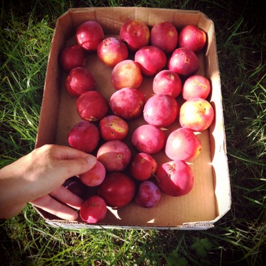 Rural Intelligence Food