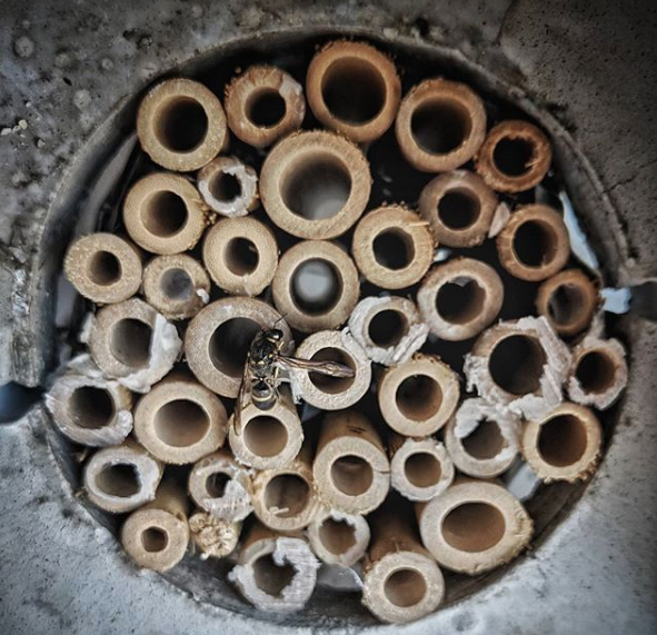 Pollinators Pavilion nesting tubes