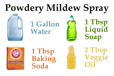 mildew