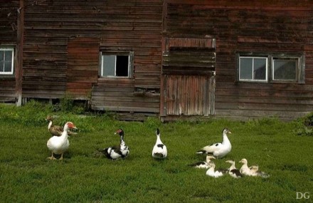 Rural Intelligence Food