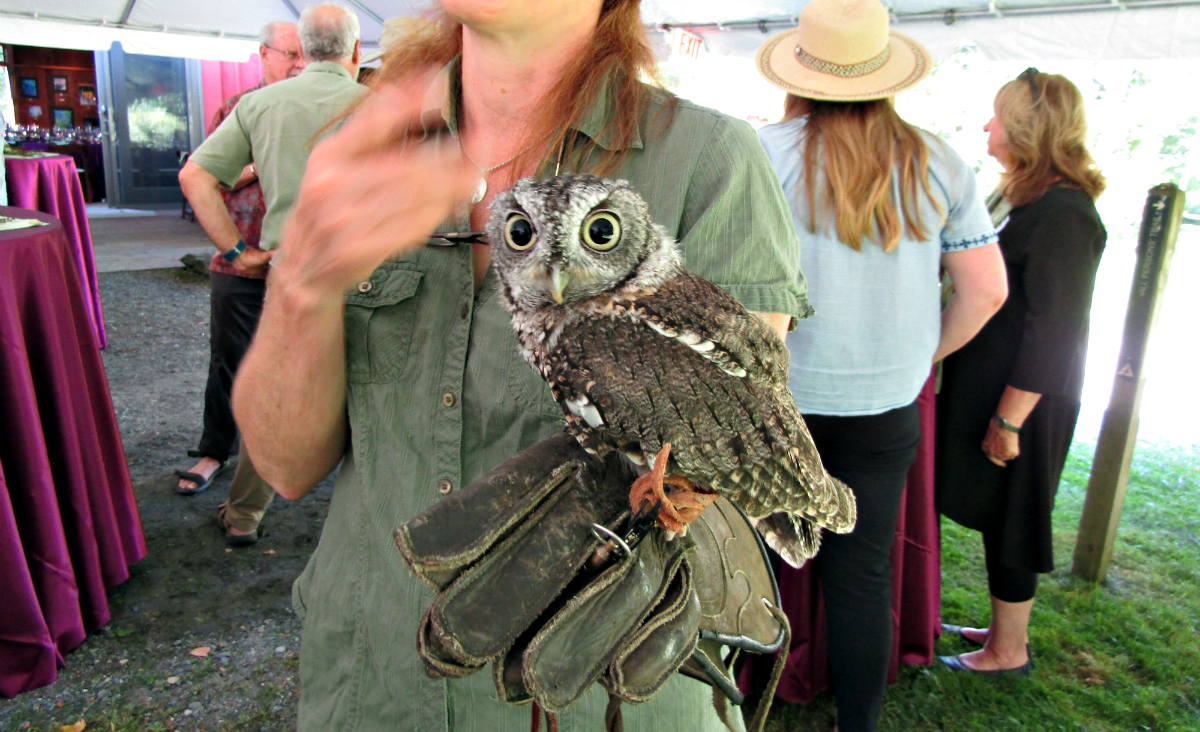 Jen Leahey from Nature Matters introduced the crowd to a screech owl [shown here] as well as a barred owl, a red-tailed hawk and a skunk named Kenny.