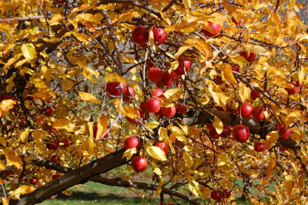 Rural Intelligence Food