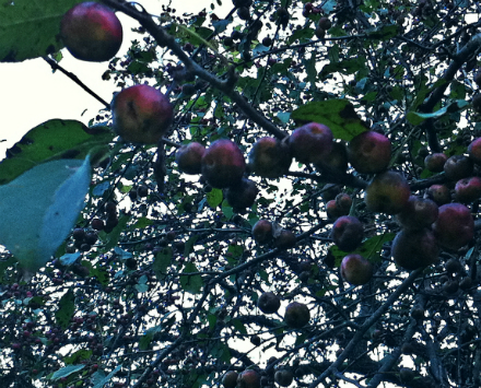 Rural Intelligence Food