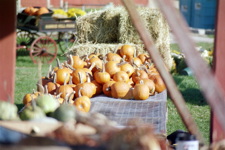 Rural Intelligence Food