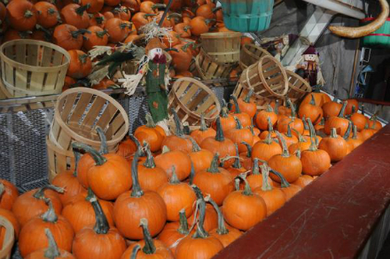 Rural Intelligence Food