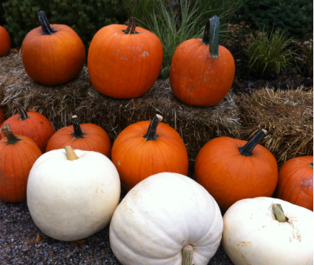 Rural Intelligence Food