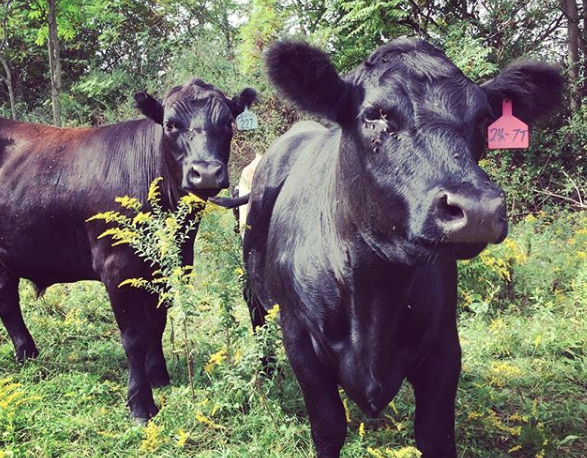Sawkill's&nbsp;herd.&nbsp;Photo provided by the farm.