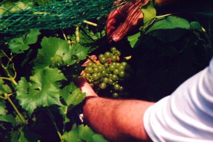 Rural Intelligence Food