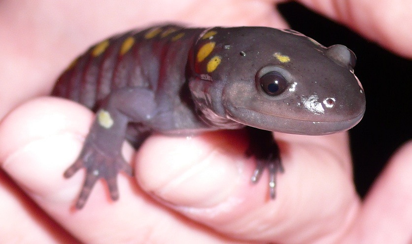 Spotted salamander. Photo by Laura Heady.