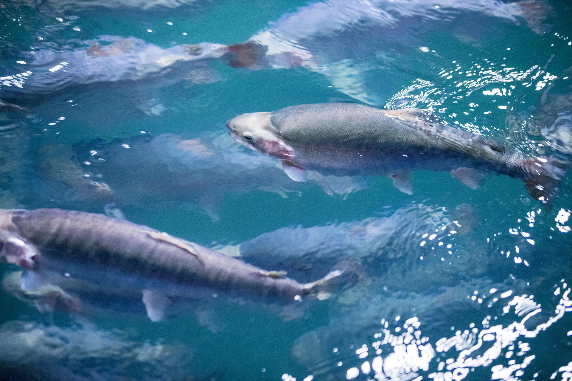 Steelhead trout, native to the West Coast, being farmed&nbsp;in Hudson, New York