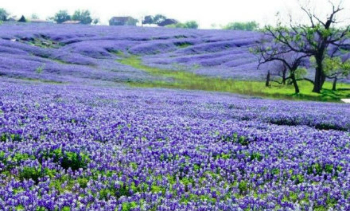 Fields of blubonnets in Texas hill country.