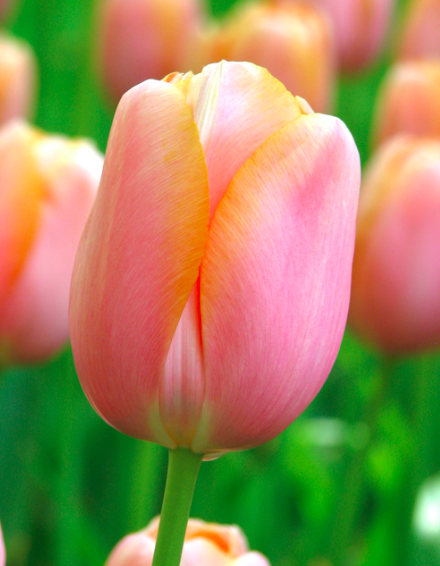 Long-stemmed Tulipa 'Menon,' great for cutting.