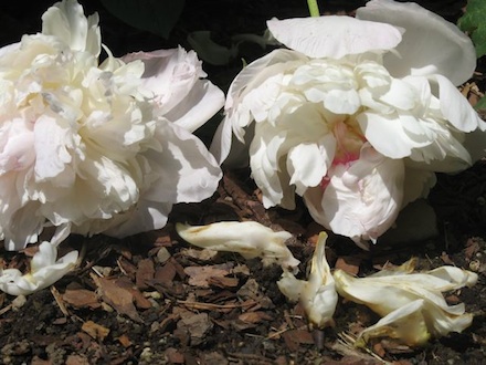 Rural Intelligence Parties and Openings