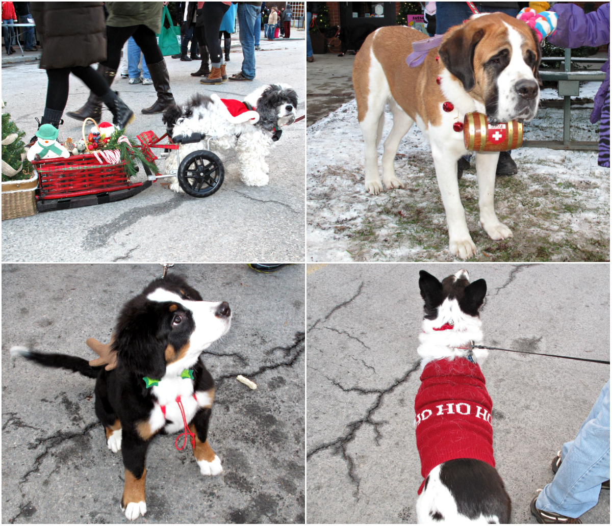Reindog Parade