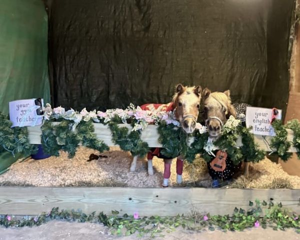 Taylor Swift and Travis Kelce Mini Horses Draw 581 Trick-or-Treaters to Red Hook Home