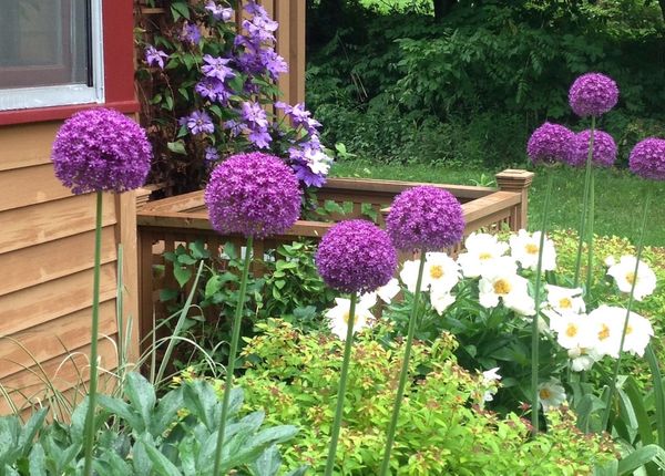 Tempus Fugit: Plant Those Bulbs Now