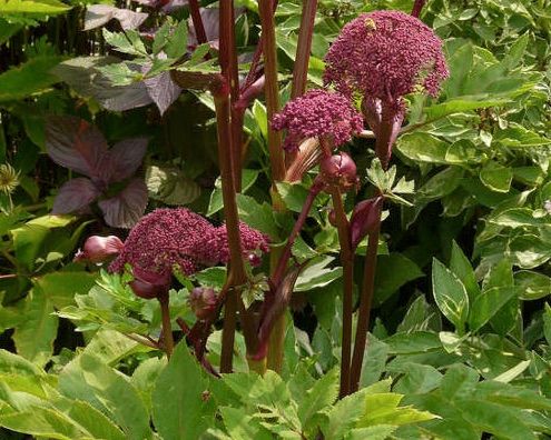 Let Me Entertain You: Outstanding Plant Performers