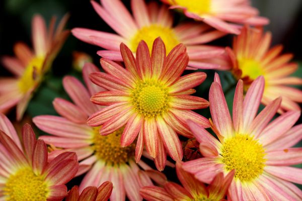 Garden: Chrysanthemums for Keeps