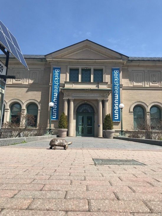 Requiem For A Tortoise: Chuck, Berkshire Museum’s Reptile, Passes Away