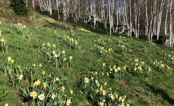 Daffodil Festival At Naumkeag: A Cheerful Welcome And Kickoff To A New Tour Program