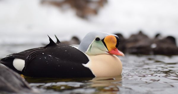 RI Outdoors: A Springtime Fest of Feathers and Wool
