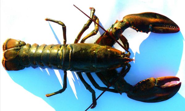 The RuraList: 10 Fishmongers in the RI Region (and why it's helpful to know one)