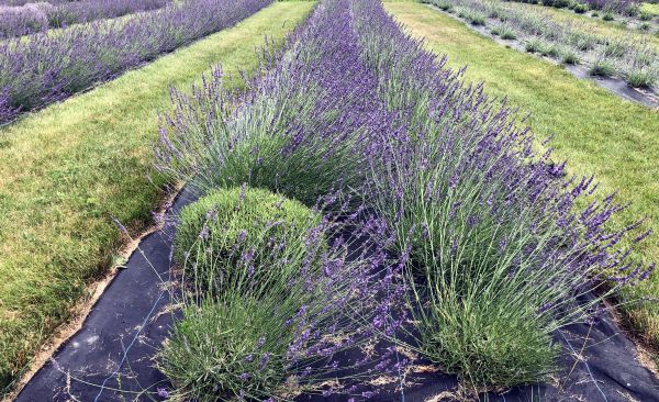 Vine Gate Lavender Floral Farm: A Touch Of Provence In Hillsdale