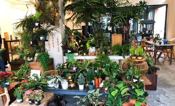 To Gather And To Grow: The Plant Connector Pops Up In Pittsfield