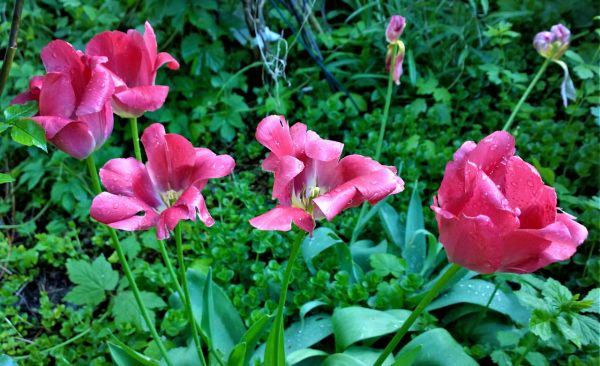 Dispatch From The Garden: Hot, Hot, Hot (And Humid)