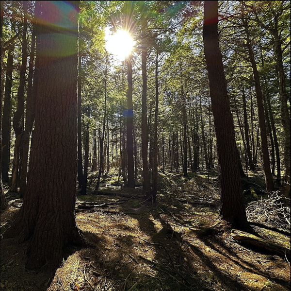 BNRC Shields 109 Wild Acres Against Strong Real Estate Market in Tyringham