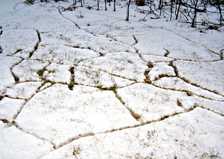 Moles Are Good, Voles Are Bad, And How To Tell The Difference
