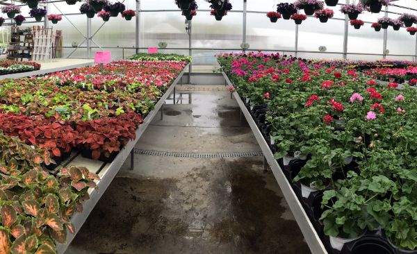 Samascotts: From flowers and plants to apples, ice cream and a daily menu