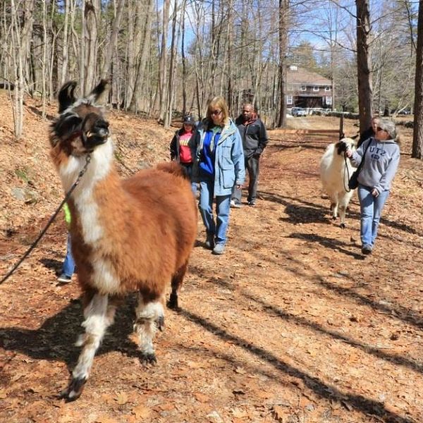 Llama Walk with Debbie Labbe, Country Quilt Llama Farm