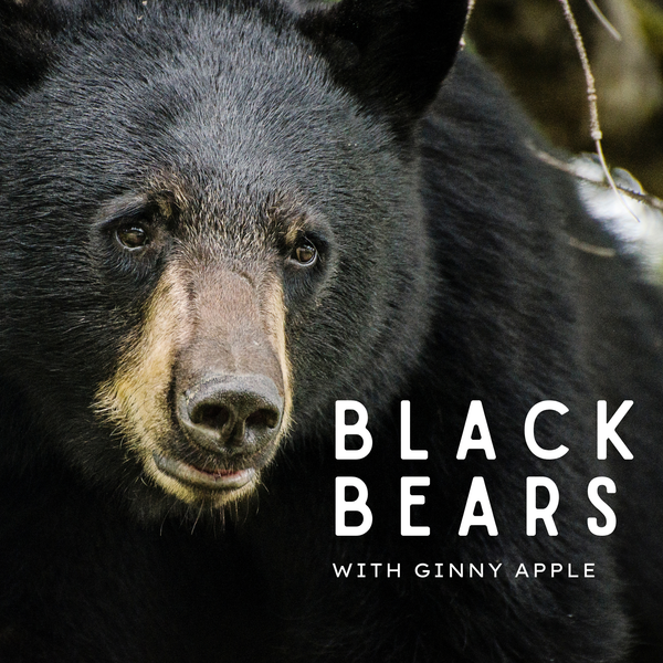"Black Bears with Ginny Apple"
