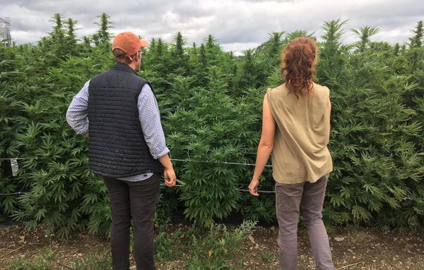 Lofty Supply: The High Highs and Devastating Lows of Launching a Farm Stand-Style Cannabis Microbusiness