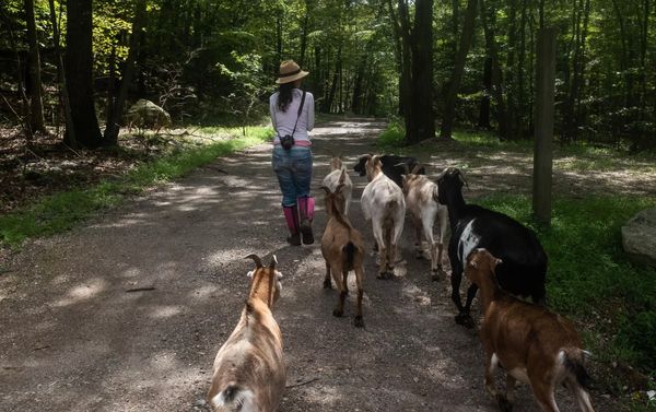 "Surrender" by Jennifer Acker:  Familiar Berkshire Settings, Feelings, Characters, and Goats