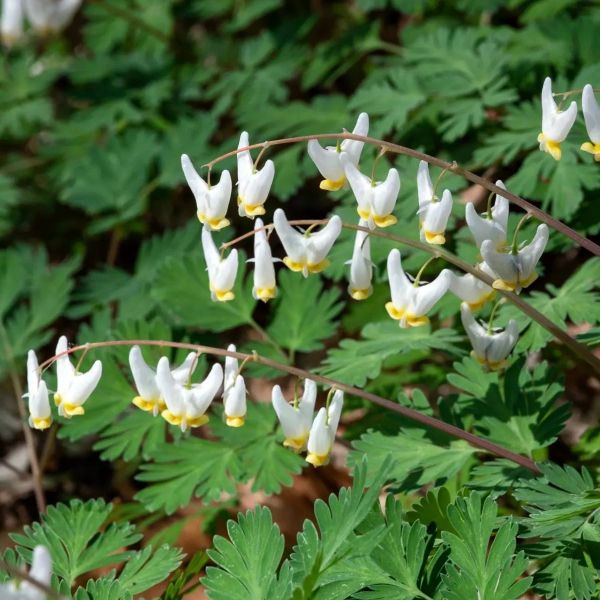 Signs of Spring: Connecticut’s Ephemerals and Early Risers