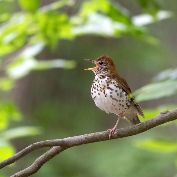 Birding for Beginners with CT Audubon