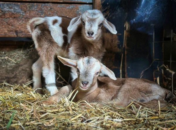 Baby Animals Return to Pittsfield
